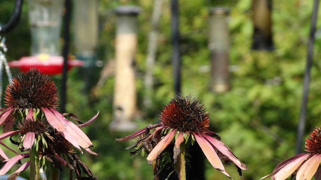 Fleurs d'échinacées